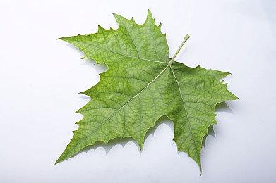 战锤 SKULL 节将于5.22盛大回归！震撼展示与重磅新消息即将揭晓